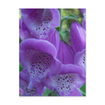 Summer In Maine postcards