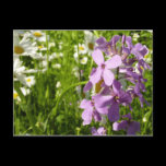 Summer Lilac and Daisies Postcard