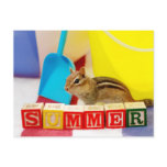 Summer Loving Chipmunk Post Cards