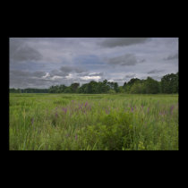 Summer Marsh print posters