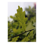 Summer Oak Tree Business Card Templates