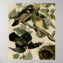 Summer or Wood Duck Posters