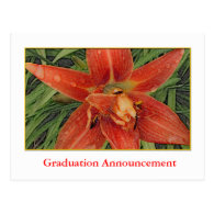 Summer orange lily flowers graduation announcement post card