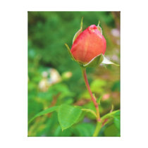 Summer Peach Rose Bud canvas prints