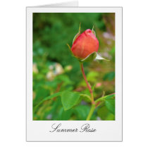 Summer Peach Rose Bud cards