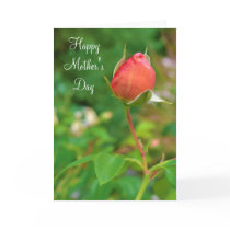 Summer Peach Rose Bud cards