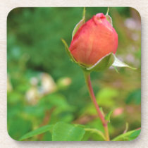 Summer Peach Rose Bud cork coasters