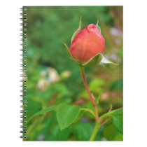 Summer Peach Rose Bud notebooks