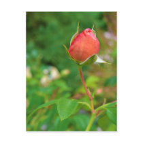 Summer Peach Rose Bud postcards