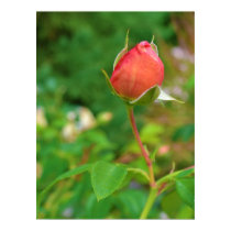 Summer Peach Rose Bud posters