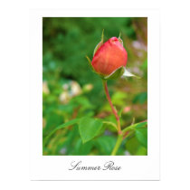 Summer Peach Rose Bud posters