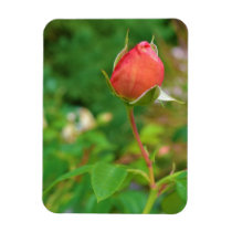 Summer Peach Rose Bud premium magnets