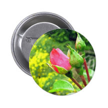 summer pink rose flower buds