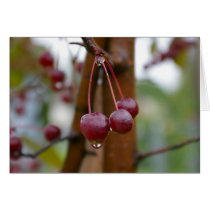 Summer Rain Drop Greeting Card