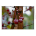 Summer Rain Drop cards