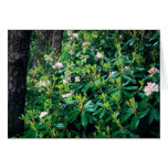 Summer Rhododendrons Cards