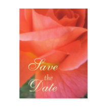 Summer Rose Wedding Postcards