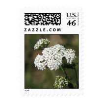 Summer Snow postage