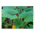 Summer Squash cards
