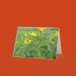 digital, photograph, nature, garden, perennial,