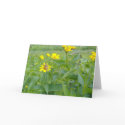 SUMMER SUN cards by dequilla SUMMER SUN cards