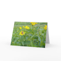 SUMMER SUN cards