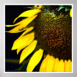 Summer SUn Poster