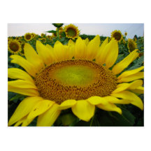Summer Sunflower Series Post Card