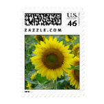 Summer Sunflower Series Postage Stamps