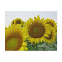 Summer Sunflower Series postcards