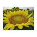 Summer Sunflower Series postcards by iiiyaaa Summer Sunflower Series postcards