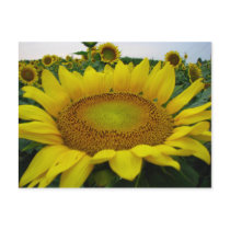 Summer Sunflower Series postcards