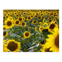 Summer Sunflower Shower Postcard postcards