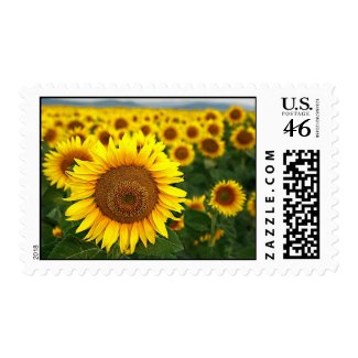 Summer Sunflowers Postage