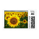Summer Sunflowers Postage