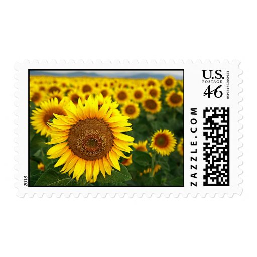Summer Sunflowers Postage