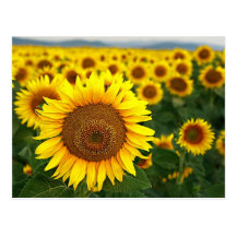 Summer Sunflowers Postcard