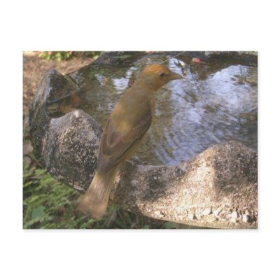 Summer Tanager Bath Postcard by naturegirl7