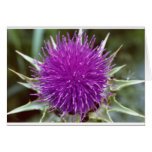 Summer Thistle Cards