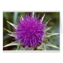 Summer Thistle cards