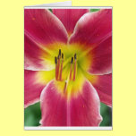 Summer Tiger Lilly in Rose, Gold & Cream cards