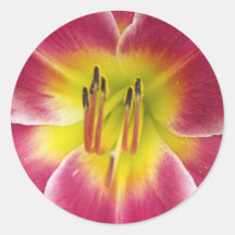 Summer Tiger Lilly in Rose, Gold & Cream Round Sticker
