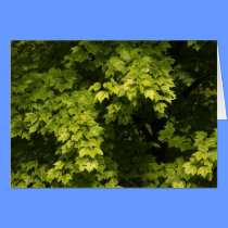 Summer Tree cards
