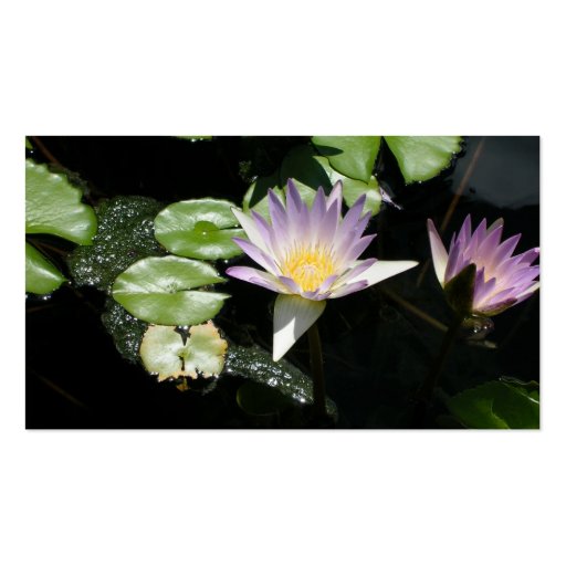Summer Water Lilies Business Card (back side)