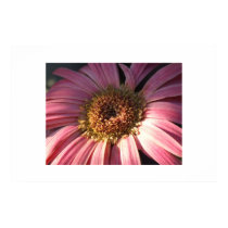 Summer Wheat posters by PhotoArtbyGail Summer Wheat posters