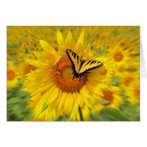 Summer wings , cards by GinaSignore Summer wings , cards
