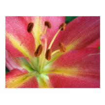 SummerFlowers025 Post Cards