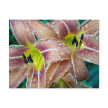 SummerFlowers044 postcards