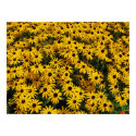Summers Hues posters