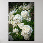 Summer's Snowballs posters